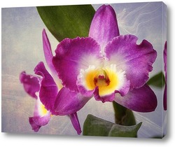   Картина Орхидея дендробиум