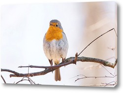  Большая синица крупным планом ( Parus major ).