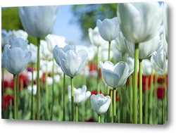    белые тюльпаны