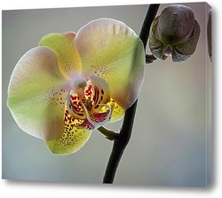  Ветка желтой орхидеи цимбидиум