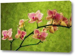  Ветка желтой орхидеи цимбидиум