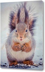  cute young squirrel on tree with held out paw against blurred winter forest in background.	