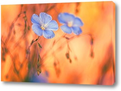  луговые голубые цветы
