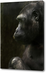   Картина шимпанзе