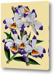  Тропическая орхидея