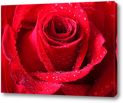   Картина Бутон алой розы крупным планом