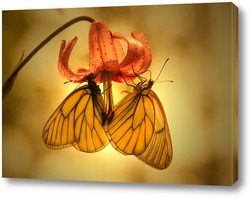   Картина Бабочка на лепестке лилии