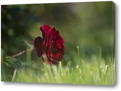   Картина роза в траве