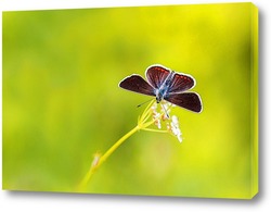   Картина красивая темная бабочка  сидит на лугу в окружении зеленой травы и солнечного света