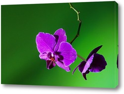   Картина орхидея  