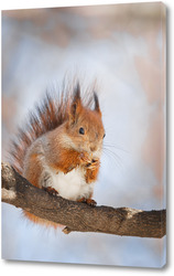  Red squirrel sitting on a tree branch in winter forest and nibbling seeds on snow covered trees background.