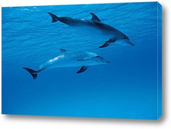  dolphin062