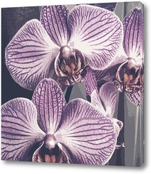  Коллаж. Белая орхидея