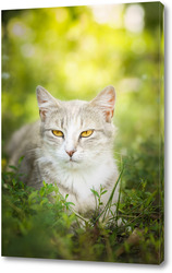   Картина Gray striped cat walks on a leash on green grass outdoors..