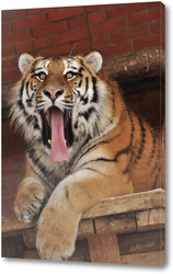   Картина амурский тигр
