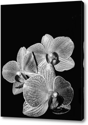    Орхидеи - бабочки 