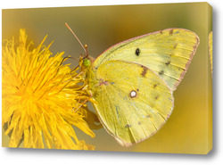   Картина Красивая бабочка на цветке одуванчика