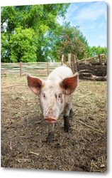   Картина Pig farming raising and breeding of domestic pigs..	