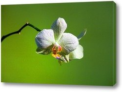   белая орхидея