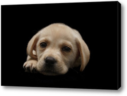   Картина Portrait of a Labrador Retriever dog on an isolated black background.