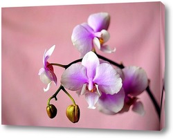   Картина Орхидея розовая