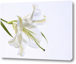   Картина Белая лилия