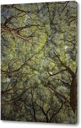   Картина Кроны деревьев
