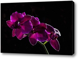   Картина орхидея    