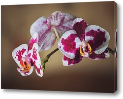  Роскошная ветка бордовой орхидеи цимбидиум