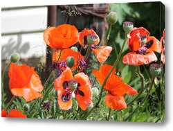   Картина маки