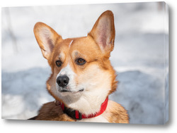  Russian piebald hound. Portrait of a dog with red spots on a background of a winter forest.