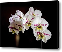  Орхидея на черном