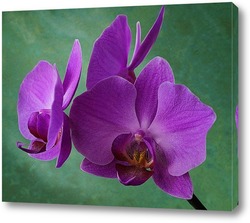  Картина Орхидея фаленопсис