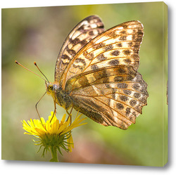  Картина Бабочка на цветке 