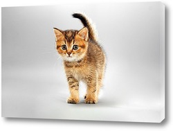  beautiful young British cat with blue eyes on a white background