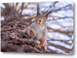  Squirrel in winter sits on a tree