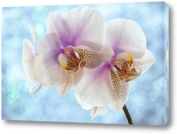   Картина Орхидея фаленопсис утренняя Заря