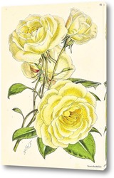   Картина Розы
