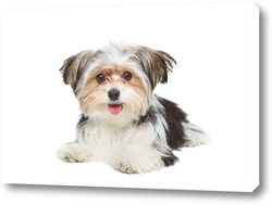   Картина Puppy Maltese lapdog isolated on white background.