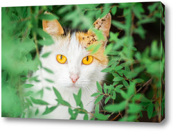   Картина Red Cat with kind green, blue eyes, Little red kitten. Portrait cute red ginger kitten.