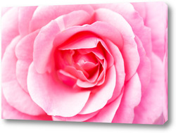   Картина Макросъемка красной розы крупным планом