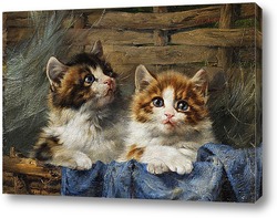    Двое котят в корзине с синей тканью