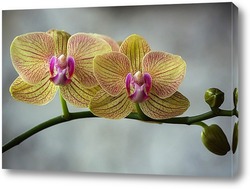 Орхидея фаленопсис Наоми