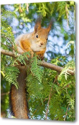  Red Squirrel climbing up in a tree.