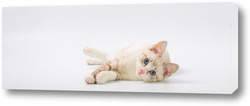   Картина Beautiful young British cat with blue eyes on a white background