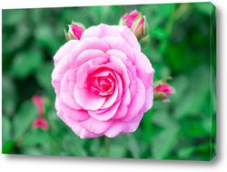   Картина Pink roses in the garden. Floral summer background..
