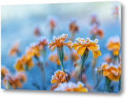   Картина Бархатцы в инее