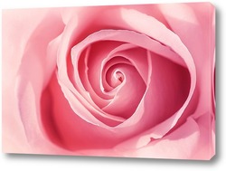  bear of roses