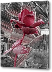   Картина Прекрасная роза