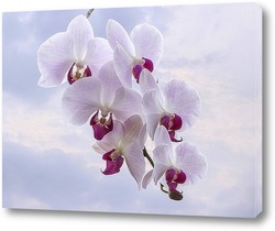   Картина Ветка розовой орхидеи на фоне неба